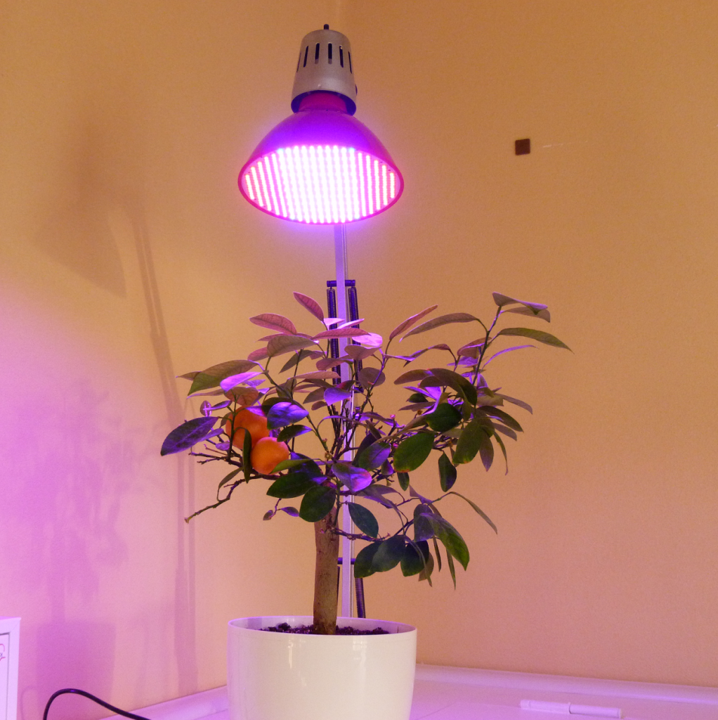Какие лампы для растений лучше выбрать: 135 фото искусственного .