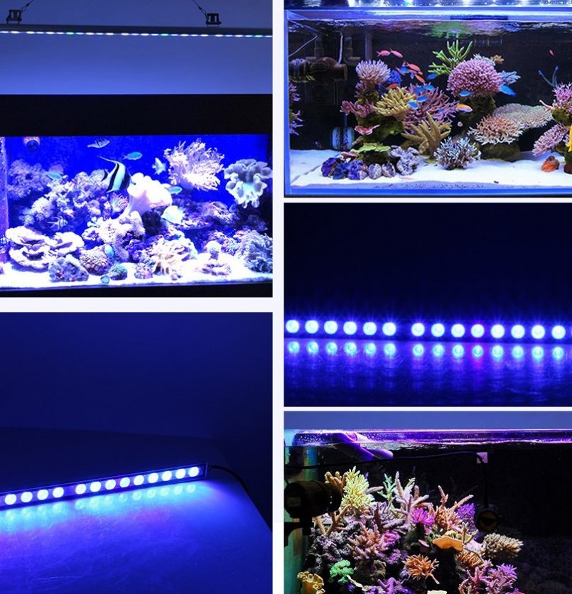 Выбираем лучший светильник для аквариума: советы по выбору освещения и рейтинг лучших идей оформления аквариума (120 фото)