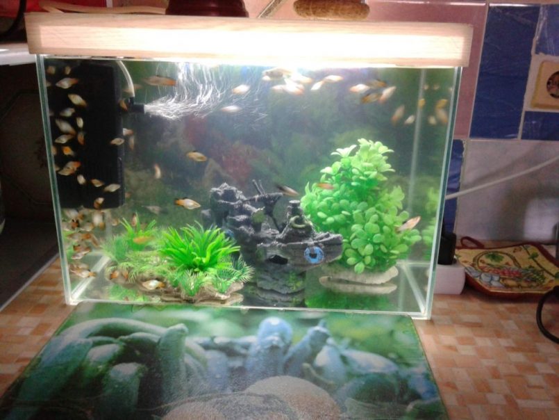 Выбираем лучший светильник для аквариума: советы по выбору освещения и рейтинг лучших идей оформления аквариума (120 фото)